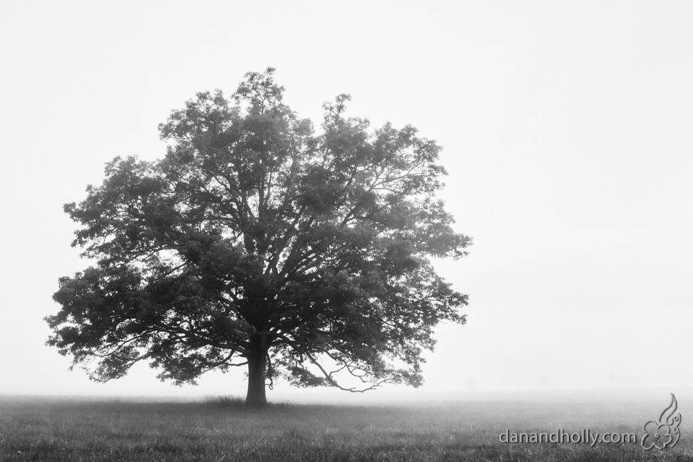 Hyatt Lane Tree